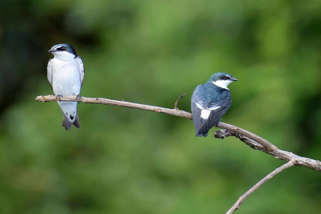 A pair of contingas (birds) perched on a branch