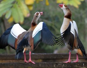 Two Egyptian Geese dancing