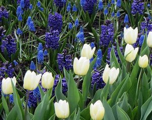 Flower bed: White tulips with grape hyacinths