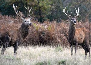 Two deer with antlers looking forward