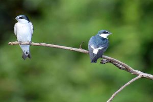 Cotinga photo: two cotingas perched on a branch. One is facing forward, the other backward.