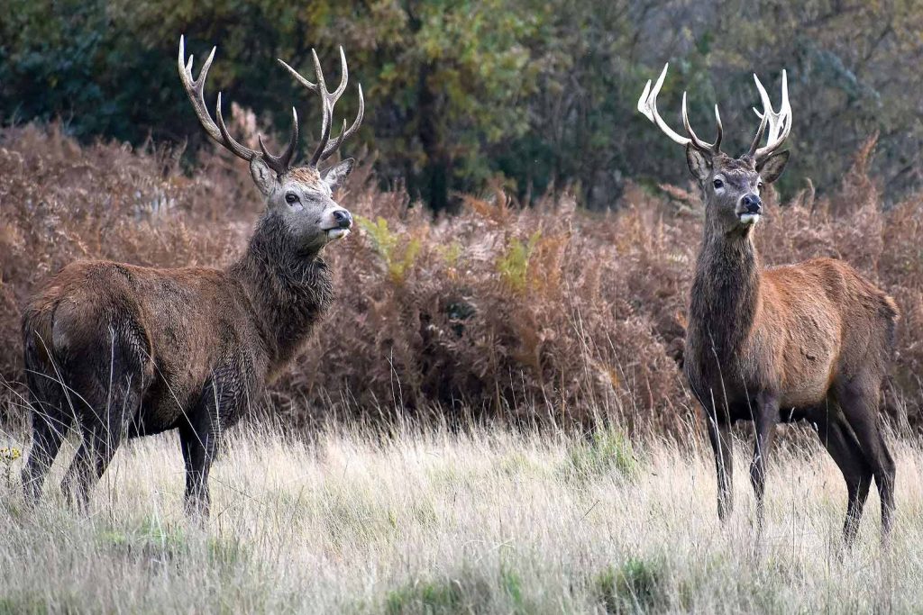 Deer photo: two deer with beautiful antlers looking at you.