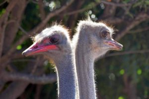 Ostrich photo: two ostriches (head and necks) standing facing in opposite directions.