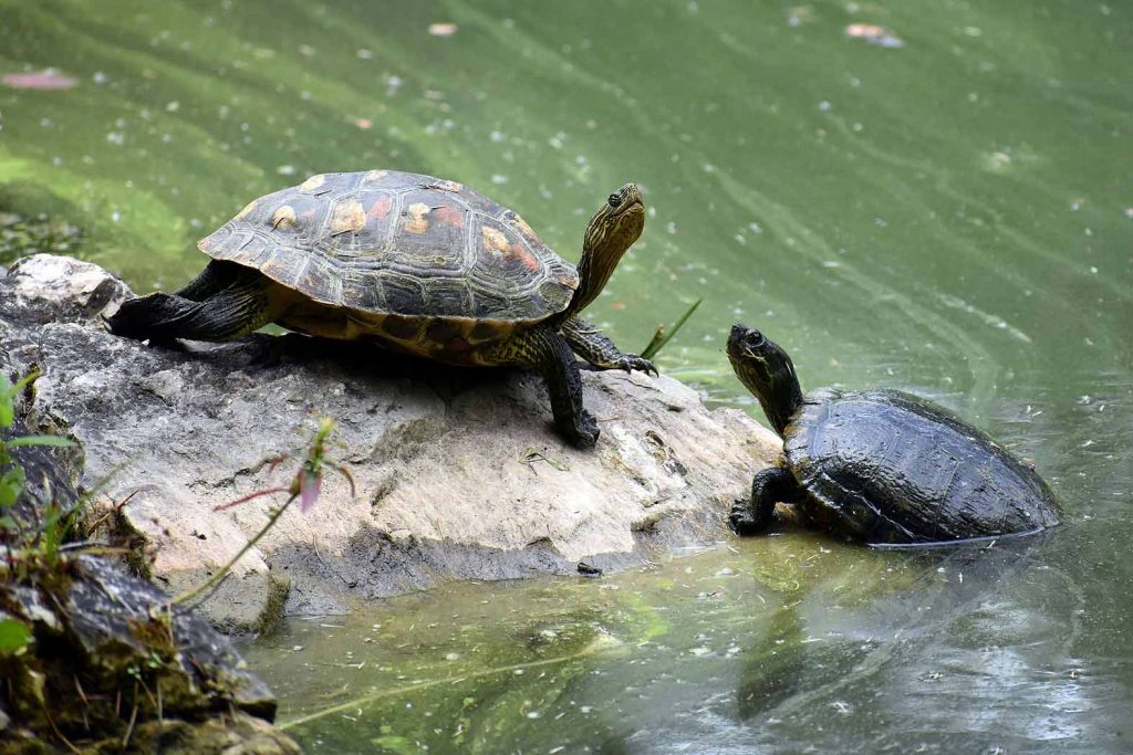 Turtle photo: two turtles in a pond, one on a rock the other poised to climb up on the rock