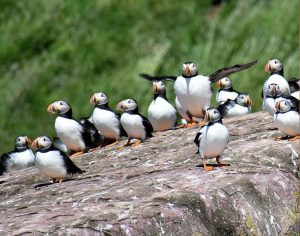 One Puffin ina group of puffins on a rock is taking flight