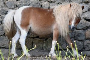 Horse photo: pregnant horse with long mane pictured in front of a rock wall