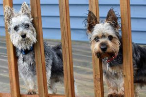 Dog photo: Two dogs looking througha railing.
