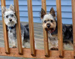 Two Yorkies peer out between spindles of a railing