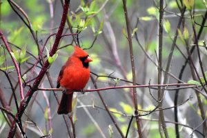 A male cardinal, facing right, and perched on a branch.. Photo by Anita Schlarb Canadian Photographer