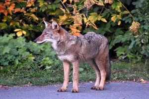 A coyote on a path, looking left. Photo by Anita Schlarb Canadian Photographer