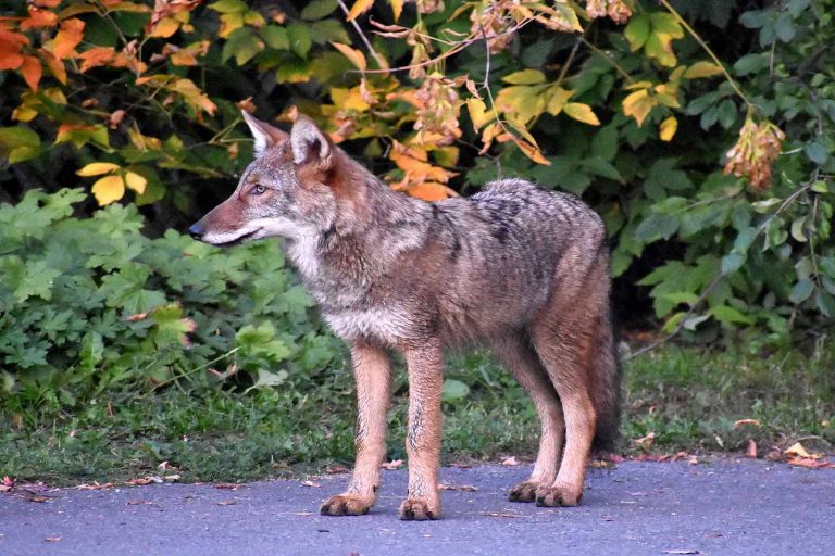 A coyote on a path, looking left. Photo by Anita Schlarb Canadian Photographer
