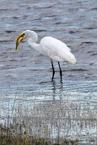 Bird photo: a great egret with a fish in its bill stands in shallow water.