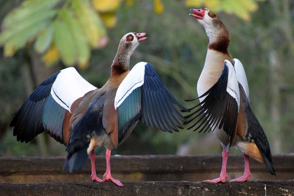 Ttwo Egyptian geese dancing.. Photo by Anita Schlarb Canadian Photographer