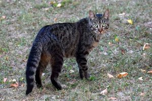 Cat photo: a feral cat looking towards the photographer