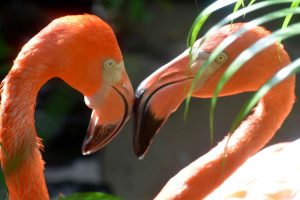 A pair of flamingos beak to beak