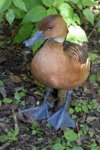 Duck photo: a fulvous whistling duck standing on a marshy shore. Note its blue bill and feet.