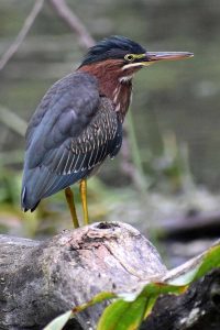 Green heron photo: a green heron standing on a rock, facing right.