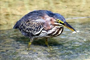 Green heron photo: a green heron standing in the shallows, facing right, with a tiny fish in its beak.