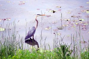 A Blue Heron stands amidst lily pads near the shore of a body of water;
