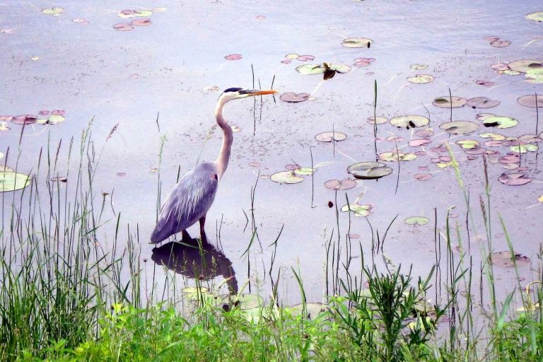Blue heron photo: a blue heron, facing right, stands amidst lily pads near the shore of a man-made body of water.