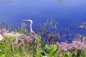Blue heron photo: a blue heron, facing left, stands at the shoreline of a man-made body of water