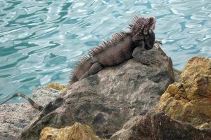 Iguana photo: Iguana laying on a rock near azure blue water.
