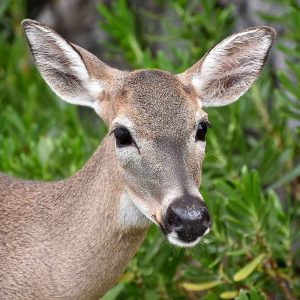 Deer photo, headshot