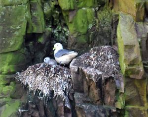 A Kittiwake is in a nest with her chick