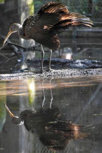 Limpkin photo: a limpkin with wings out stretched reflected in a pool of water.