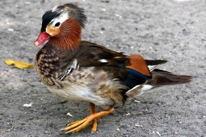 Duck photo: a mandarin duck walks left on pebbled terrain.
