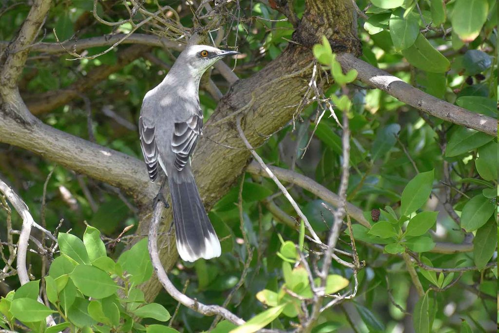 Mockingbird photo: the northern mockingbird is sitting in a tree.