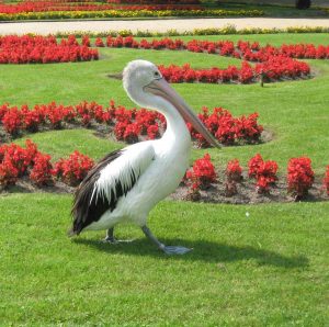 Pelican photo: a pelican struts across a lawn; flower beds in the background