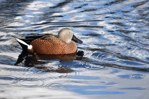 Duck photo: the red shoveler is a dabbling duck, seen here swimming right.