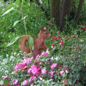 Squirrel photo: a red squirrel stting among flowers.