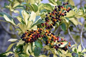 Schefflera Arboricola -berries on a shrub