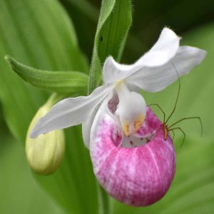 Photo spider: a spider on a pink orchid.
