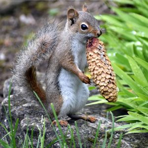Photo squirrel: A squirrel holding a pine cone that is almost as big as he is!