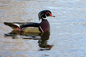 Wood duck photo: a male wood duck floating on a lake, facing right.