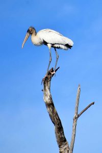 Stork photo: a wood stork is standing high atop a tree limb.