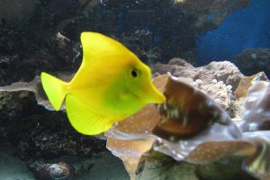 Fish photo: a bright yellow fish swimming in shallow water