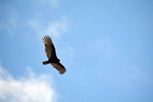 Hawk soaring in the sky