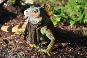Iguana photo: an iguana that looks like it's posing, best side forward