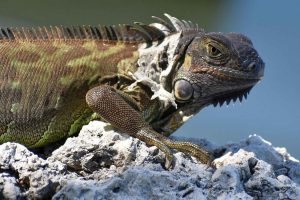 Iguana photo: headshot of iguana facing right