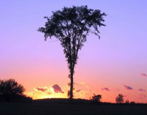 Tree silhouetted against a pink-mauve sunset