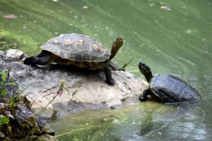 One turtle is on a large stone and a second turtle is trying to climb up from the water