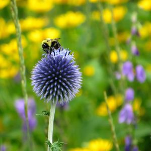 A bee sitting on top of a globe thistle.. Photo by Anita Schlarb Canadian Photographer