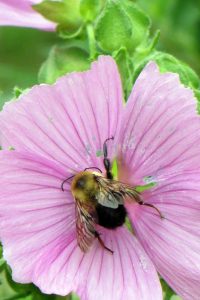 Bee on Pink Flower