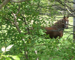 A brown horse peeks through the foliage of trees