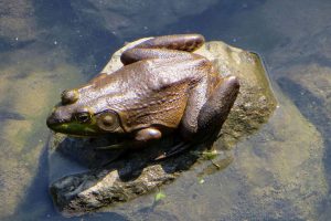 Frog photo: a frog on a rock in the water