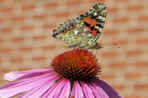 Butterfly photo: a painted lady butterfly sitting on echinacea.